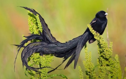 A legszokatlanabb és egzotikus madarak a világ