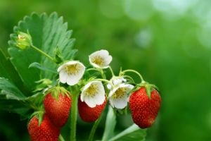 Tratamentul sezonier al căpșunilor în primăvară din cauza bolilor și dăunătorilor