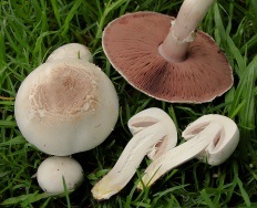 Cartuș galben-pielii (agaricus xanthodermus)