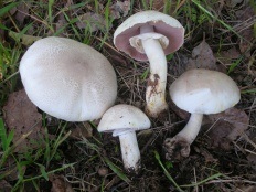 Cartuș galben-pielii (agaricus xanthodermus)