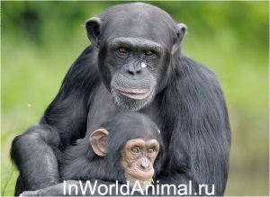 Chimpanzeul, în lumea animalelor