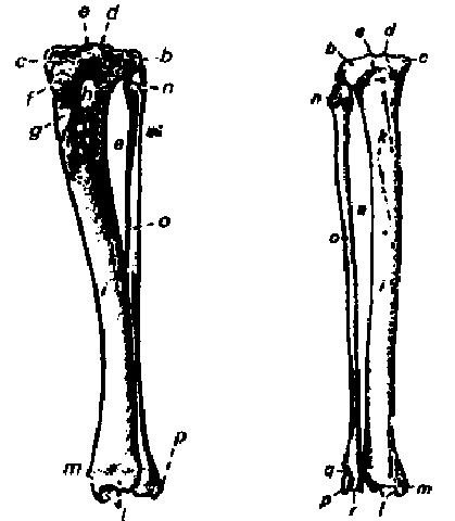 Skeleton vissza (kismedencei) végtagok macskák és kutyák - 2. oldal - szia diák!