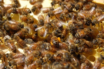 Колко пчели в едно семейство и колко може да даде мед
