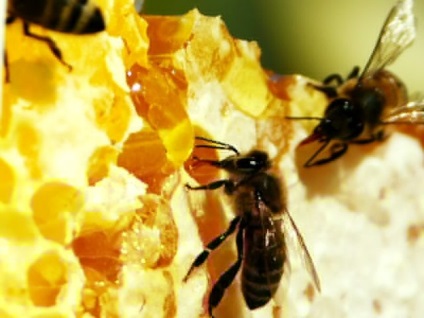 Hány méhek egy család, és mennyit tud adni méz