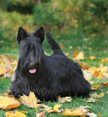 Scotch terrier - orașul zooinform