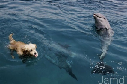 Dog Dolphin (11 fotografii)