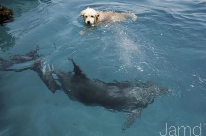 Dog Dolphin (11 fotografii)