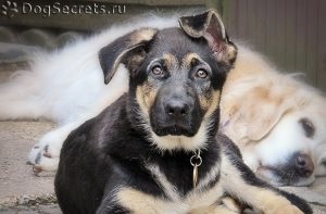 Kutya süket, hogyan kell ellenőrizni a kutyákban és macskákban