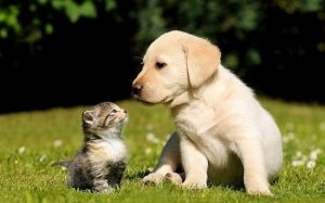 Kutya süket, hogyan kell ellenőrizni a kutyákban és macskákban