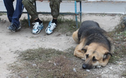 Un câine de discordanță în dezmembrarea organizată de turinino, din cauza știrii animalelor - societate - știri - Kaluga