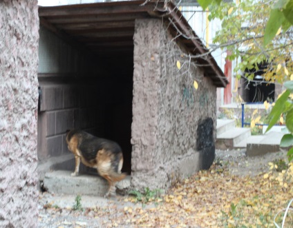 Un câine de discordanță în dezmembrarea aranjată de turinino din cauza știrii animalelor - societate - știri - Kaluga