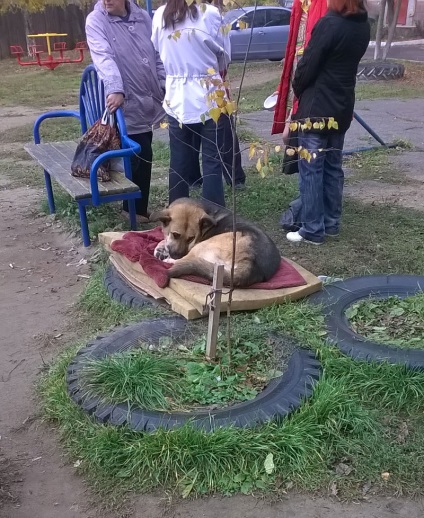 Un câine de discordanță în dezmembrarea organizată de turinino, din cauza știrii animalelor - societate - știri - Kaluga