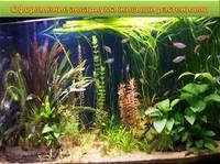 Sfaturi pentru plante de acvariu grunduri, iluminat, îngrășăminte - atelier de acvariu