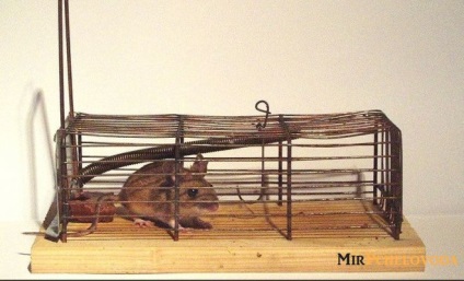 Módon kezelni egerek és patkányok a méhészet, a sotohranilische, Zimovniki