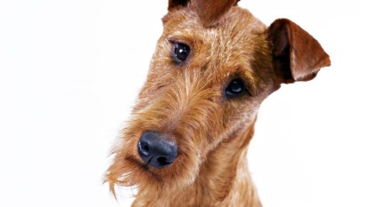 Frizerie Irish Terrier la domiciliu ieftin la Moscova, prețurile cu plecare