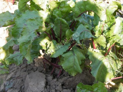 Cantina de sfeclă - termeni de însămânțare, cultivare, îngrijire