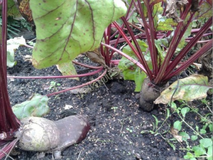 Cantina de sfeclă - termeni de însămânțare, cultivare, îngrijire