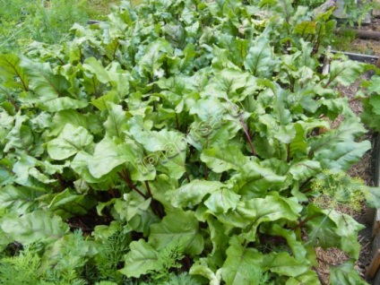 Cantina de sfeclă - termeni de însămânțare, cultivare, îngrijire