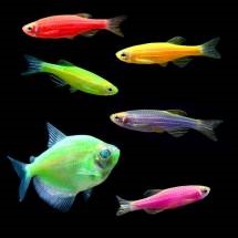 Glofish de pește strălucitor - specii, descriere, conținut