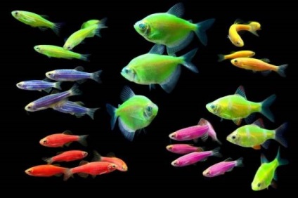 Glofish de pește strălucitor - specii, descriere, conținut