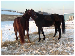 Timeri electronice de laborator - produse partener-sud pentru creșterea animalelor