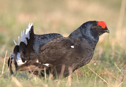 Catelusul negru este un stalker, sau un cocoș de pădure