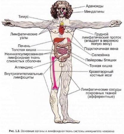 Thymus (glanda timus) - totul despre animale