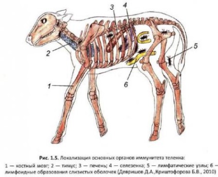 Thymus (glanda timus) - totul despre animale