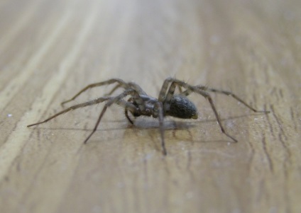 Tipuri de insecticide de la păianjeni