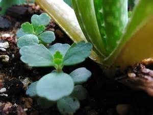 Plante medicinale de prostatită, pe care ierburile și preparatele din plante sunt cele mai eficiente în tratamentul prostatitei,