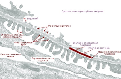 Trifonov e