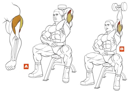 Triceps mușchii mușchilor leagăn