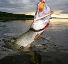 Trofeul de pescuit în Delta Volga