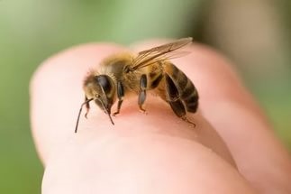 Albinele dau de ce să facă acasă, subiecte de actualitate