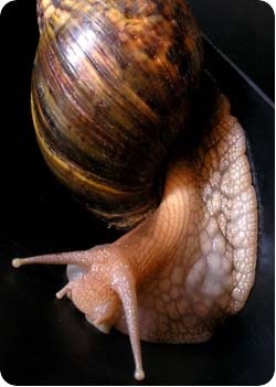 Snail Ahatina, conținut, hrănire, decelerare, fotografie