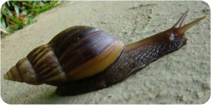 Snail Ahatina, conținut, hrănire, decelerare, fotografie