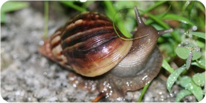 Snail Ahatina, conținut, hrănire, decelerare, fotografie