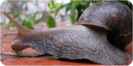 Snail Ahatina, conținut, hrănire, decelerare, fotografie