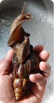 Snail Ahatina, conținut, hrănire, decelerare, fotografie