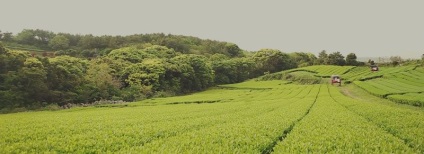 Loțiune hidratantă pentru față hidratantă (fără inimă) loțiune pentru echilibrarea ceaiului verde