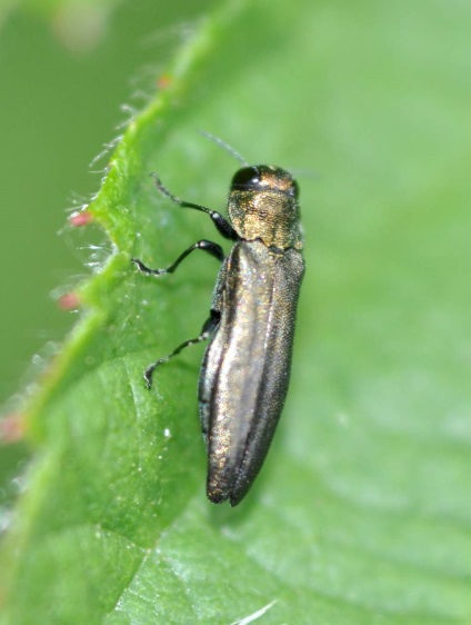 Salata verde îngustă - ghiocelul-phytorrug