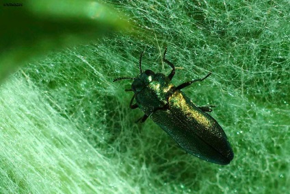 Salata verde îngustă - ghiocelul-phytorrug