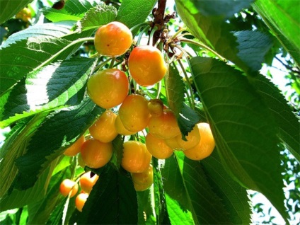 Cherry cu cireș cu lămâie (rețetă din cireș alb, galben)