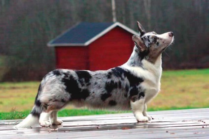 Welsh Corgi Pembroke és Cardigan fajok közötti különbségek