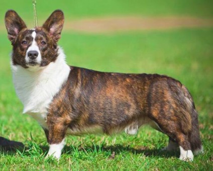 Welsh corgi pembroke și cardigan diferă diferențele