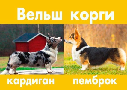 Welsh Corgi Pembroke és Cardigan fajok közötti különbségek