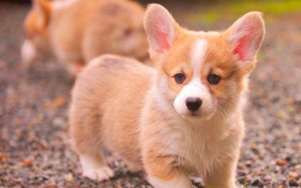 Welsh corgi pembroke și cardigan diferă diferențele