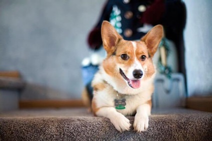 Welsh Corgi Pembroke és Cardigan fajok közötti különbségek