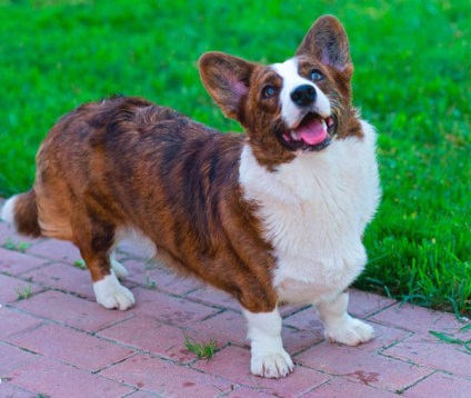 Welsh corgi pembroke și cardigan diferă diferențele