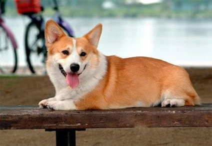 Welsh Corgi Pembroke és Cardigan fajok közötti különbségek